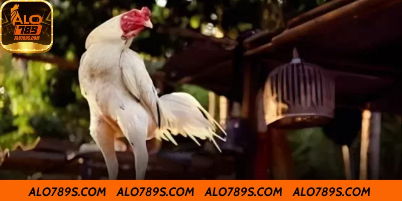 Đôi nét về cách chăm sóc gà chọi