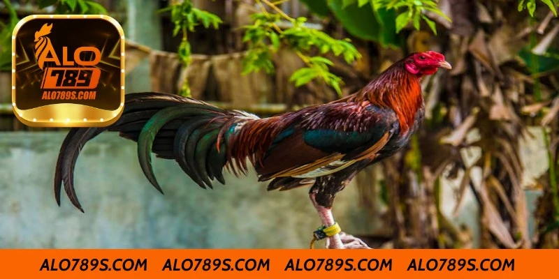 Những Giống Gà Thuộc Top Gà Chọi Hay Nhất Thế Giới